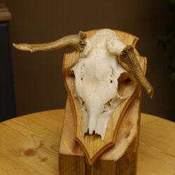 Rehbock abnormes Reh doppelseitiger Kolbenbruch Bock Geweih Rehgeweih auf Trophäenschild 608.140