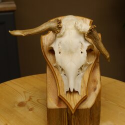 Rehbock abnormes Reh doppelseitiger Kolbenbruch Bock Geweih Rehgeweih auf Trophäenschild 608.140