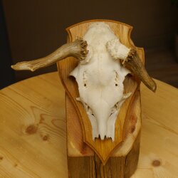 Rehbock abnormes Reh doppelseitiger Kolbenbruch Bock Geweih Rehgeweih auf Trophäenschild 608.140