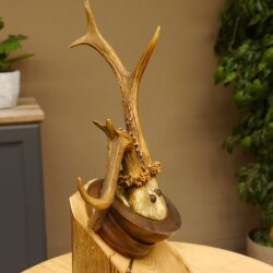 Reebok abnormaal reebok gewei reebokgewei op trofeeplaat 608.145