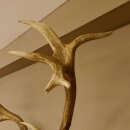 Rothirschgeweih 16 ender Hirsch Höhe 124 cm Hirschgeweih Geweih geschnitztem Trophäenschild 70.1019