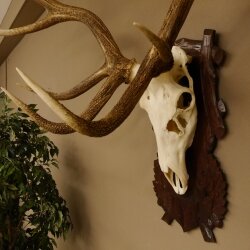 Rothirschgeweih 16 ender Hirsch Höhe 124 cm Hirschgeweih Geweih geschnitztem Trophäenschild 70.1019