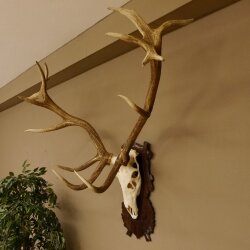 Rothirschgeweih 16 ender Hirsch Höhe 124 cm Hirschgeweih Geweih geschnitztem Trophäenschild 70.1019