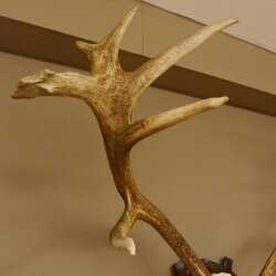Rothirschgeweih 16 ender Hirsch Höhe 124 cm Hirschgeweih Geweih geschnitztem Trophäenschild 70.1019