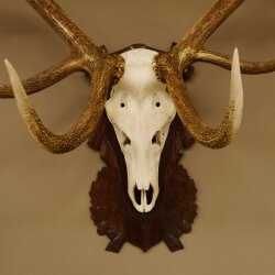 Rothirschgeweih 16 ender Hirsch Höhe 124 cm Hirschgeweih Geweih geschnitztem Trophäenschild 70.1019