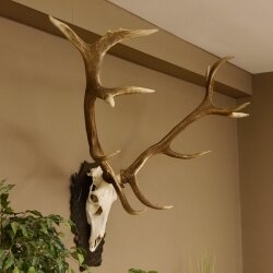 Rothirschgeweih 3-Stangen-Hirsch 12 ender Hirsch Höhe 122 cm Hirschgeweih Geweih geschnitztem Trophäenschild 70.1020