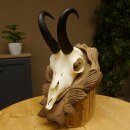 Gamsgeweih Bock SL 17,8 cm Gams Gems Geweih auf geschnitztem Trophäenschild 47.274