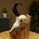 Gamsgeweih Bock SL 17,8 cm Gams Gems Geweih auf geschnitztem Trophäenschild 47.274