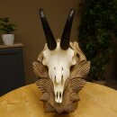 Gamsgeweih Bock SL 17,8 cm Gams Gems Geweih auf geschnitztem Trophäenschild 47.274