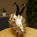 Gamsgeweih Bock SL 17,8 cm Gams Gems Geweih auf geschnitztem Trophäenschild 47.274