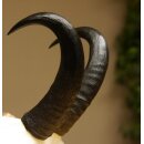 Gamsgeweih Bock SL 17,8 cm Gams Gems Geweih auf geschnitztem Trophäenschild 47.274
