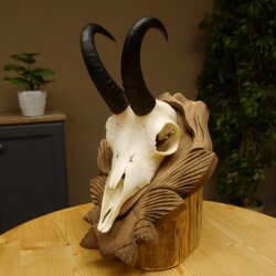 Gamsgeweih Bock SL 17,8 cm Gams Gems Geweih auf geschnitztem Trophäenschild 47.274