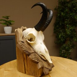 Gamsgeweih Bock SL 17,8 cm Gams Gems Geweih auf geschnitztem Trophäenschild 47.274