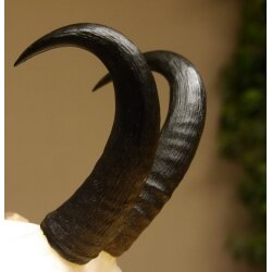 Gamsgeweih Bock SL 17,8 cm Gams Gems Geweih auf geschnitztem Trophäenschild 47.274