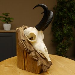 Gamsgeweih Bock SL 17,8 cm Gams Gems Geweih auf geschnitztem Trophäenschild 47.274