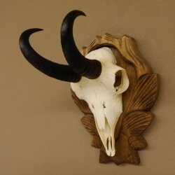 Gamsgeweih Bock SL 17,8 cm Gams Gems Geweih auf geschnitztem Trophäenschild 47.274