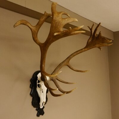 Rothirschgeweih hochkapital ung. 26 ender Stangengewicht 9 kg Hirsch Höhe 118 cm Hirschgeweih Geweih geschnitztem Schild