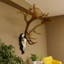 Rothirschgeweih hochkapital ung. 26 ender Stangengewicht 9 kg Hirsch Höhe 118 cm Hirschgeweih Geweih geschnitztem Schild