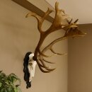Rothirschgeweih hochkapital ung. 26 ender Stangengewicht 9 kg Hirsch Höhe 118 cm Hirschgeweih Geweih geschnitztem Schild