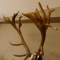 Rothirschgeweih hochkapital ung. 26 ender Stangengewicht 9 kg Hirsch Höhe 118 cm Hirschgeweih Geweih geschnitztem Schild