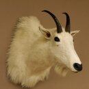Chèvre des neiges Chèvre Tête de...