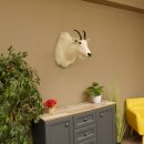 Snow goat Goat Goats Head Snow Specimen Prepared White Head specimen