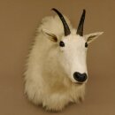 Snow goat Goat Goats Head Snow Specimen Prepared White Head specimen