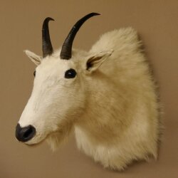 Snow goat Goat Goats Head Snow Specimen Prepared White Head specimen