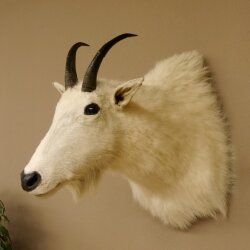 Snow goat Goat Goats Head Snow Specimen Prepared White Head specimen