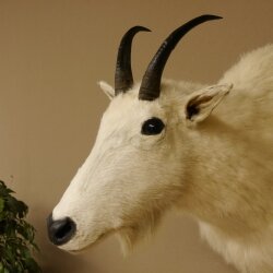 Snow goat Goat Goats Head Snow Specimen Prepared White Head specimen