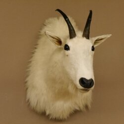 Snow goat Goat Goats Head Snow Specimen Prepared White Head specimen
