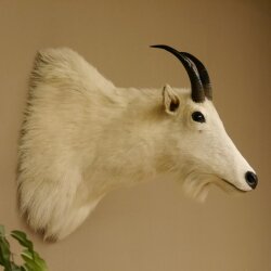 Snow goat Goat Goats Head Snow Specimen Prepared White Head specimen