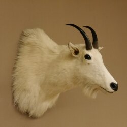 Snow goat Goat Goats Head Snow Specimen Prepared White Head specimen