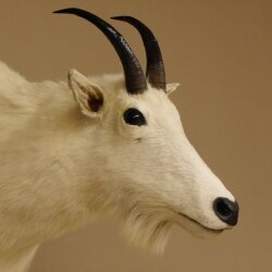 Snow goat Goat Goats Head Snow Specimen Prepared White Head specimen