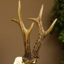 Rehgeweih Medaillenklasse Silber 520 g CIC 123,73 IP HL max. 24,1 cm hochkapitaler Bock Reh Geweih Gehörn Schild