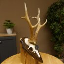 Rehgeweih Medaillenklasse Silber 420 g CIC 124,80 IP HL max. 28,7 cm hochkapitaler Bock Reh Geweih Gehörn Schild
