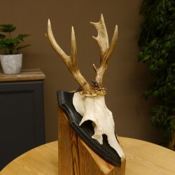 Rehgeweih abnormer Bock Reh Geweih Gehörn Trophäenschild 610.204