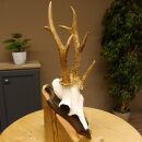 Rehgeweih Drei-Stangen-Bock abnormer Bock Reh Geweih...