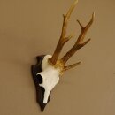 Rehgeweih Drei-Stangen-Bock abnormer Bock Reh Geweih...