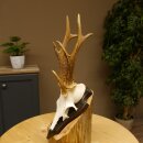Rehgeweih Drei-Stangen-Bock abnormer Bock Reh Geweih Gehörn Trophäenschild 610.207