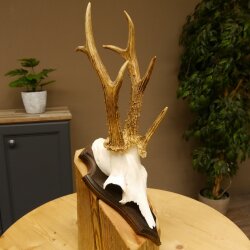 Rehgeweih Drei-Stangen-Bock abnormer Bock Reh Geweih Gehörn Trophäenschild 610.207