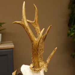 Rehgeweih Drei-Stangen-Bock abnormer Bock Reh Geweih Gehörn Trophäenschild 610.207
