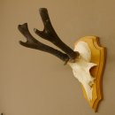 Reehoorn abnormale reebok lederen hoorns reehoorn bokhoorns trofeeplaat 607.152