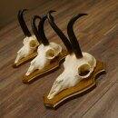 Bois de chamois 3 pièces Chamois mâle Bois de chamois sur plaque trophée SL 18,5 cm