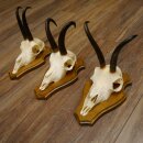 Bois de chamois 3 pièces Chamois mâle Bois de chamois sur plaque trophée SL 18,5 cm