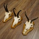 Bois de chamois 3 pièces Chamois mâle Bois de chamois sur plaque trophée SL 18,5 cm