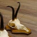 Bois de chamois 3 pièces Chamois mâle Bois de chamois sur plaque trophée SL 18,5 cm