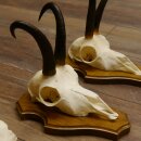Bois de chamois 3 pièces Chamois mâle Bois de chamois sur plaque trophée SL 18,5 cm
