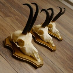 Bois de chamois 3 pièces Chamois mâle Bois de chamois sur plaque trophée SL 18,5 cm