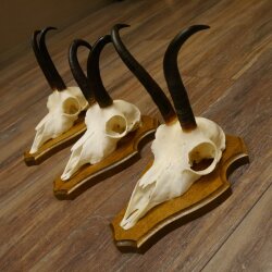 Bois de chamois 3 pièces Chamois mâle Bois de chamois sur plaque trophée SL 18,5 cm